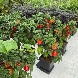 Module Unique Système 1 Pot (1 Pots + Soucoupe + Kit Accessoires) AutoPot