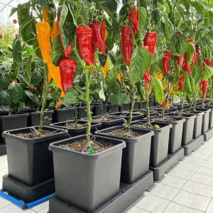 Módulo de Expansión EASY2GROW (2 Macetas + Plato + Kit de Accesorios) AutoPot