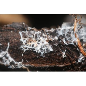 Living Soil 220GR Bionova
