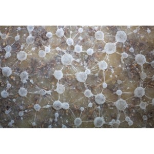 Living Soil 220GR Bionova