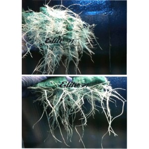 Roots 20 L Elite 91 Additivo Professionale per le Piante