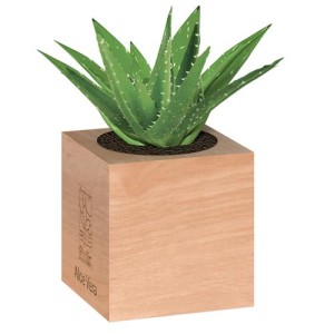 Plantacube Aloe Vera Flortis