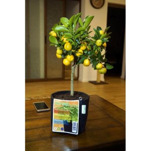 Classic Fabric Pot 350G/M2 2L Gronest