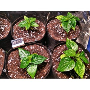 Classic Fabric Pot 350G/M2 170L Gronest