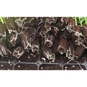 Anzuchtplatte Für die Keimung VON 66 Würfeln 55X31.5X5.5 Jiffy