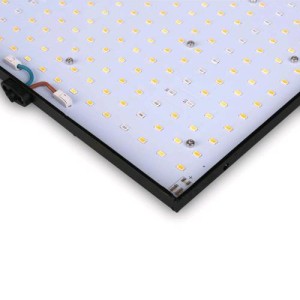 Resina Q Boards 120 Phytolite