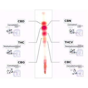 Alpha Cat Regular Kit Cannabinoid Analysis Test 40 Tests